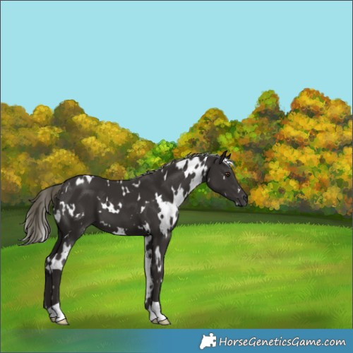 Horse Color:White Spotted Liver Chestnut Mushroom