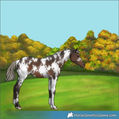 Horse Color:White Spotted Liver Chestnut Mushroom 