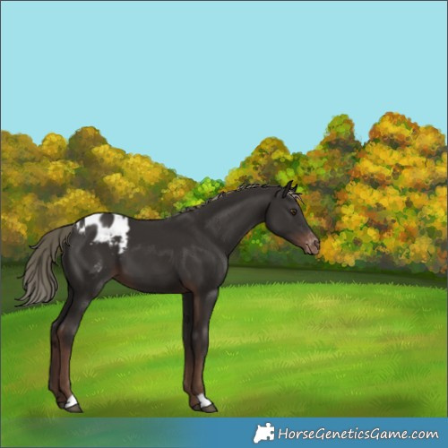 Horse Color:Liver Chestnut Mushroom Appaloosa 