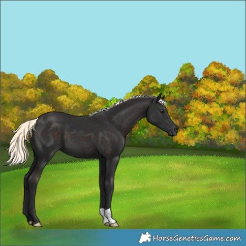 Horse Color:Liver Chestnut Mushroom 