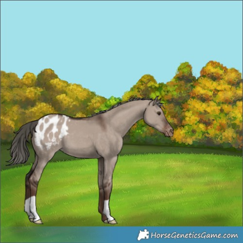 Horse Color:Liver Red Dun Mushroom Appaloosa 