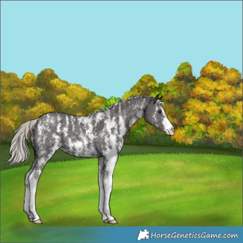 Horse Color:Liver Chestnut Mushroom Sabino 