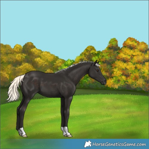 Horse Color:Liver Chestnut Mushroom