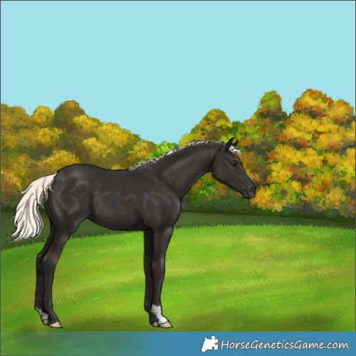 Horse Color:Liver Chestnut Mushroom