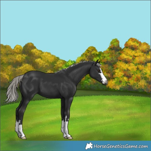 Horse Color:Liver Chestnut Mushroom 