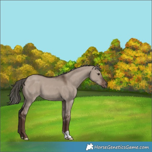 Horse Color:Liver Red Dun Mushroom 