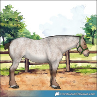 Horse Color:Liver Red Dun Roan 