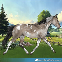 Horse Color:White Spotted Brown Dun Tobiano Brindle 
