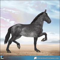 Horse Color:Platinum Buckskin Rabicano 