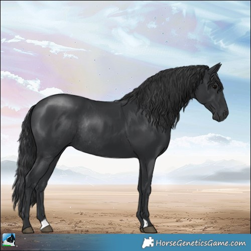 Horse Color:Platinum Black Rabicano 
