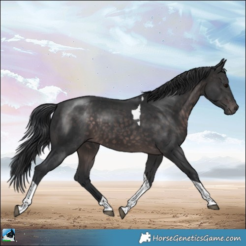 Horse Color:Platinum Brown Tobiano