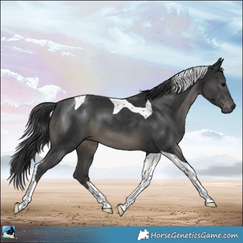 Horse Color:Platinum Black Tobiano