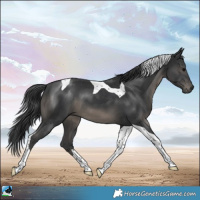 Horse Color:Platinum Black Tobiano 