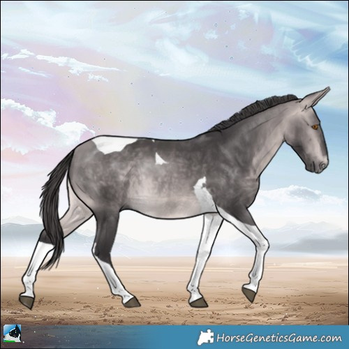 Horse Color:Platinum Buckskin Mushroom Tobiano Rabicano 