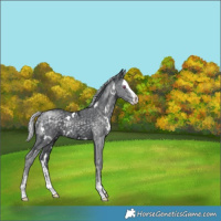 Horse Color:White Spotted Silver Black Chinchilla Ice Splash Rabicano 