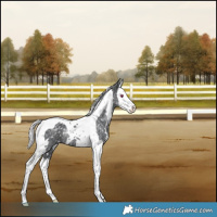 Horse Color:White Spotted Silver Black Chinchilla Splash Tobiano Rabicano 