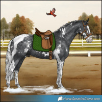 Horse Color:White Spotted Silver Black Chinchilla Splash Tobiano Rabicano 