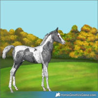 Horse Color:Silver Black Chinchilla Ice Splash Tobiano