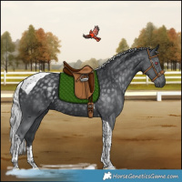 Horse Color:Silver Black Chinchilla Tobiano Rabicano 