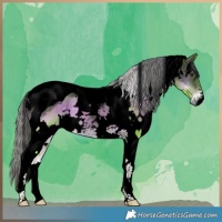 Horse Color:Void Watercolor White Spotted Chocolate Palomino Onyx Tobiano 