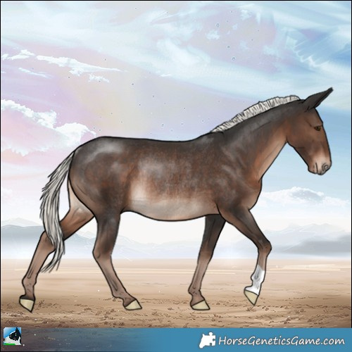 Horse Color:Liver Chestnut Mushroom Rabicano 