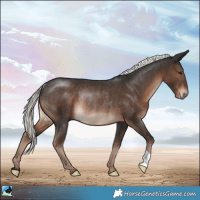 Horse Color:Liver Chestnut Mushroom Rabicano