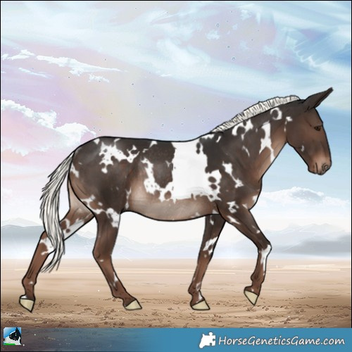 Horse Color:White Spotted Liver Chestnut Mushroom Rabicano