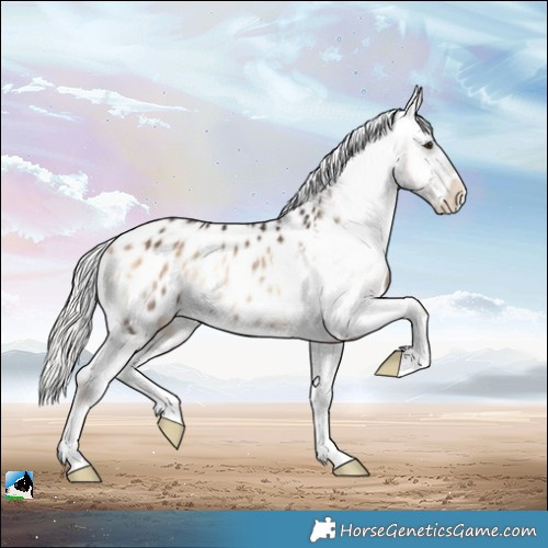 Horse Color:Liver Red Onyx Mushroom Appaloosa Rabicano
