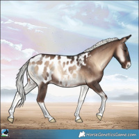 Horse Color:Liver Red Onyx Mushroom Appaloosa Rabicano 
