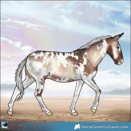 Horse Color:White Spotted Liver Red Onyx Mushroom Appaloosa Rabicano