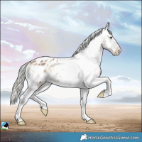 Horse Color:White Spotted Liver Red Onyx Mushroom Appaloosa Rabicano