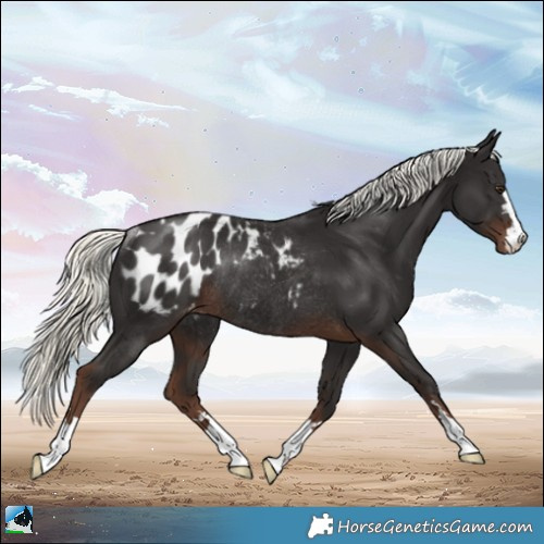 Horse Color:Liver Chestnut Mushroom Appaloosa Rabicano