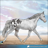 Horse Color:Liver Chestnut Mushroom Appaloosa Rabicano 