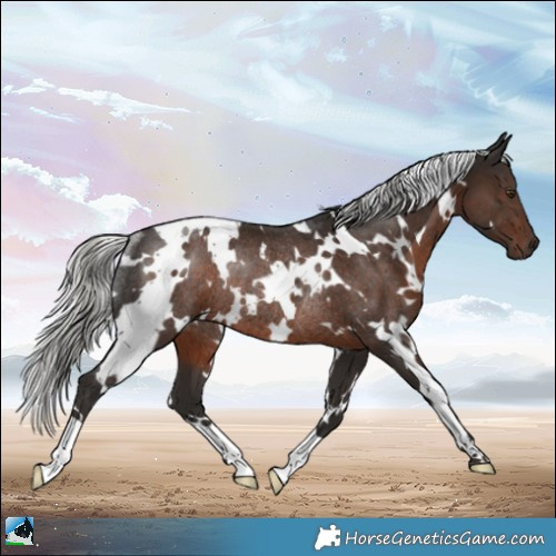 Horse Color:White Spotted Liver Chestnut Mushroom Rabicano