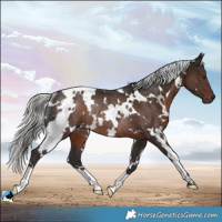 Horse Color:White Spotted Liver Chestnut Mushroom Rabicano 