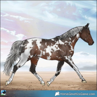 Horse Color:White Spotted Liver Chestnut Mushroom Rabicano