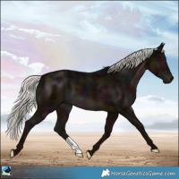 Horse Color:Midnight Liver Chestnut Mushroom 