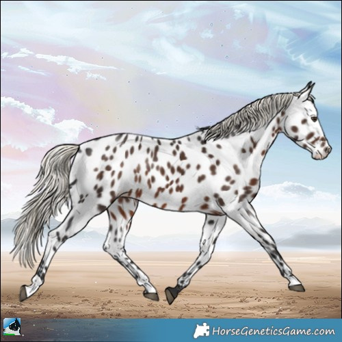 Horse Color:Liver Chestnut Mushroom Appaloosa Rabicano