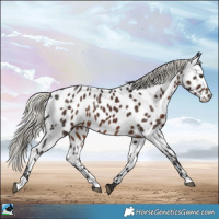 Horse Color:Liver Chestnut Mushroom Near Leopard Rabicano 