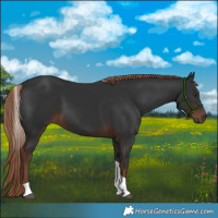 Horse Color:Liver Chestnut Tobiano 