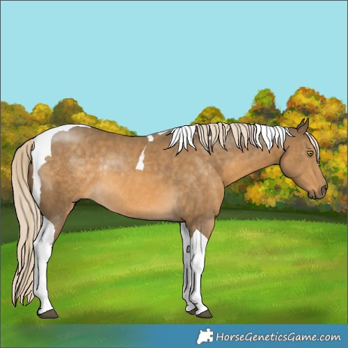 Horse Color:Chocolate Palomino Mushroom Tobiano Rabicano 