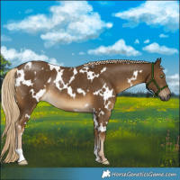 Horse Color:White Spotted Chocolate Palomino Mushroom Rabicano 