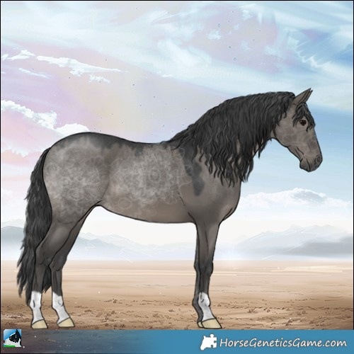 Horse Color:Grullo 