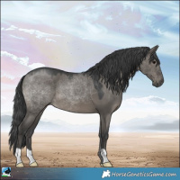 Horse Color:Grullo 
