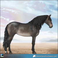 Horse Color:Brown Dun 