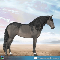 Horse Color:Grullo Rabicano 