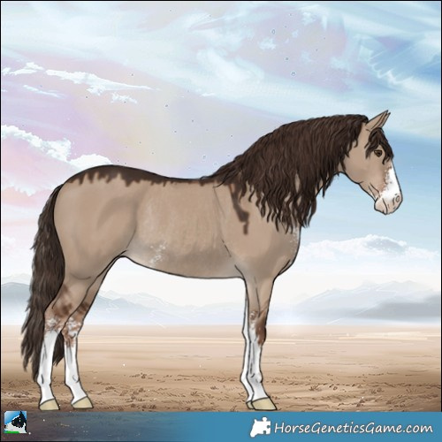 Horse Color:Liver Red Dun Sabino Rabicano