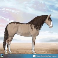 Horse Color:Liver Red Dun Sabino Rabicano 