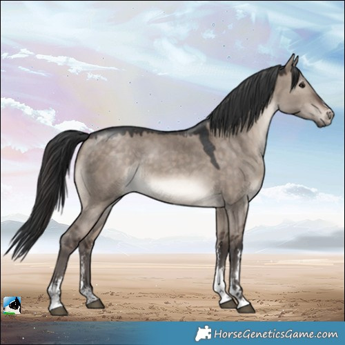 Horse Color:Brown Dun Mushroom Sabino Rabicano