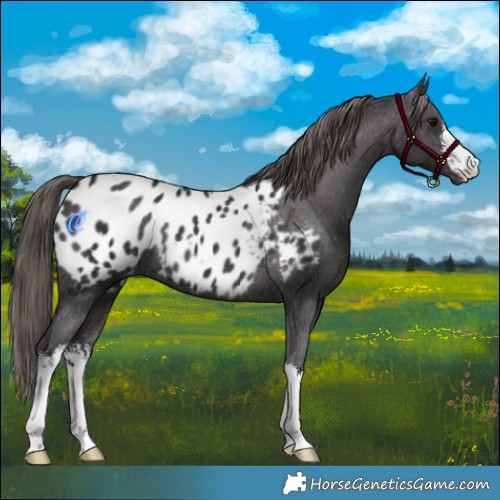 Horse Color:White Spotted Smoky Black Blanket Rabicano 